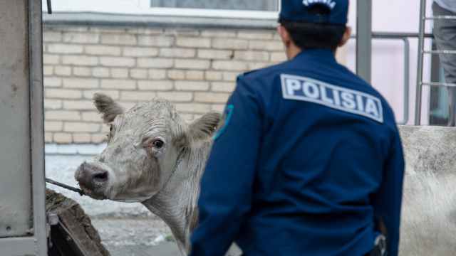 Волонтёры ищут по скотобойням корову, которая бегала по Костанаю