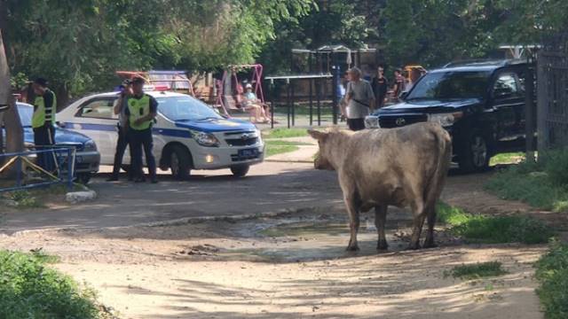 Видео: Агрессивная корова «атакует» людей в центре Костаная