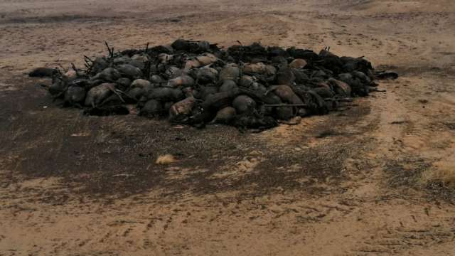 В эпицентре огня: в степном пожаре заживо сгорела тысяча овец