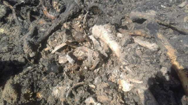 Человеческий скелет найден недалеко от села в Костанайской области