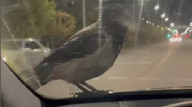 «Шеф, свободен?»: Ворона прокатилась на такси в Кокшетау