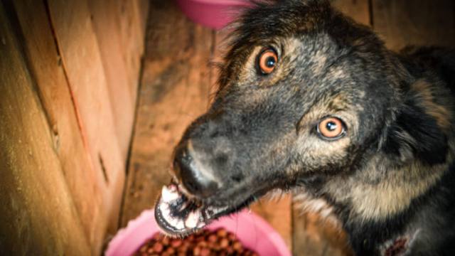 Приют для собак открылся в Лисаковске