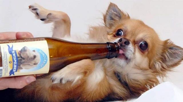 Астанчане балуют своих собак шампанским с пивом