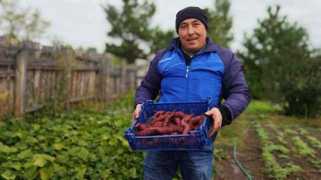 Бывший криминалист выращивает батат на даче в Костанае