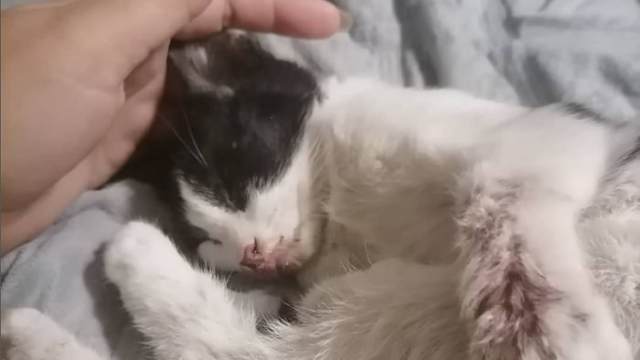 Мужчина прыгнул на голову котёнка: живодёр задержан