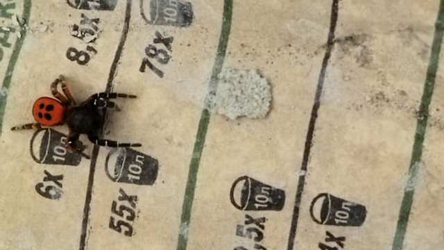 Редкий ядовитый паук эрезус обнаружен под Костанаем