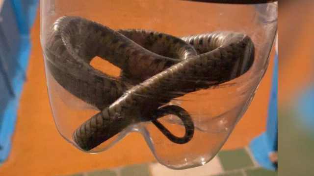 Крупная змея пряталась в ванной у жительницы Костаная
