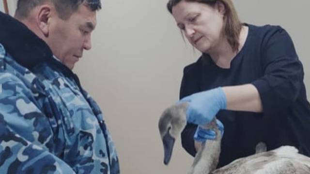 Умирающего лебедя нашли в Центральном сквере Костаная