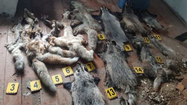 Браконьер убил барсуков и лисиц в Костанайской области