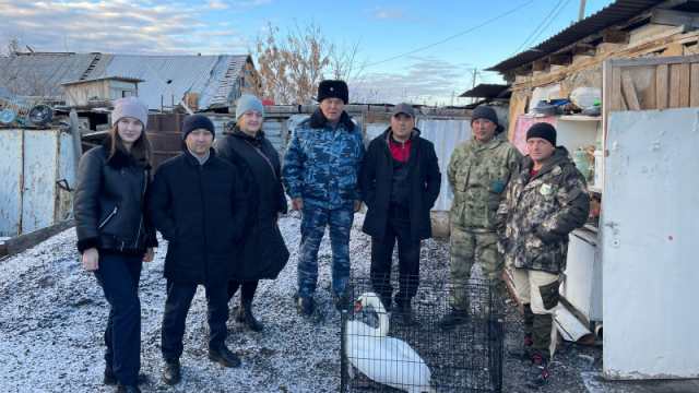 Лебедя отбили от стаи собак жители Костаная