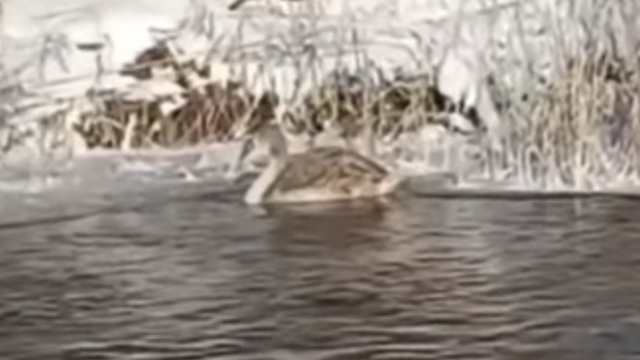 Видео: Голодный лебедь замерзает в Костанайской области