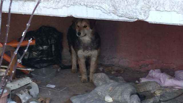 Бродячие псы терроризируют жителей Костанайской области