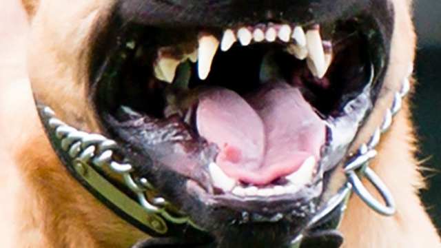 Пятилетний пёс: новые детали нападения питбуля в Костанае