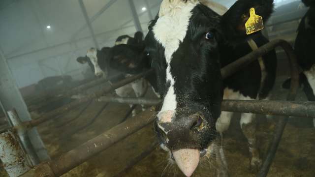 Матрацы для коров закупили в Костанайской области