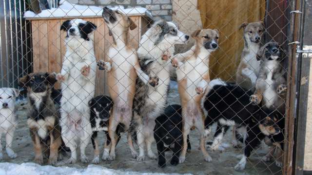 Лисаковскому приюту для животных подарили 1 000 000 тенге