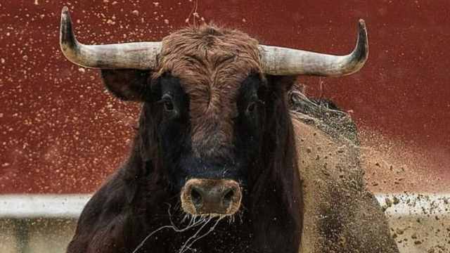 Видео: Разъярённый бык атаковал многотысячную толпу