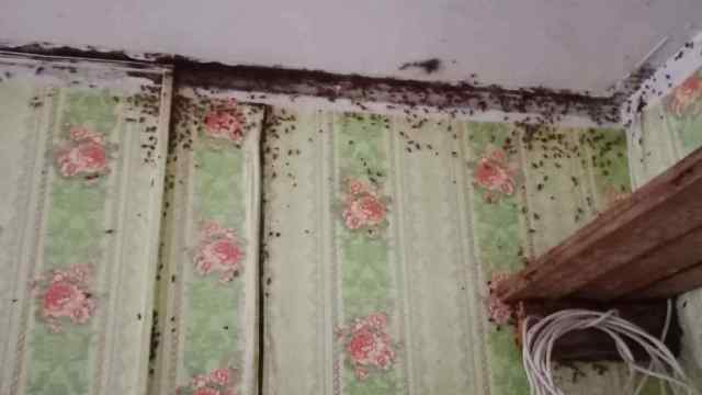 Квартиру одинокой матери с детьми атакуют тараканы и клопы