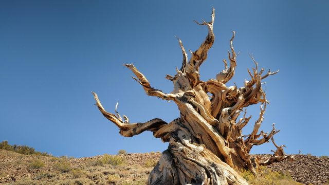 «Древнейшее» дерево в мире готово раскрыть тайны планеты