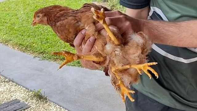 Цыплёнок с четырьмя лапами родился в Австралии