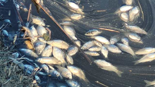Массовая гибель рыбы произошла в Костанайской области