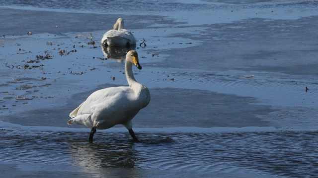 Лебеди попадают в ледовую западню в Костанайской области
