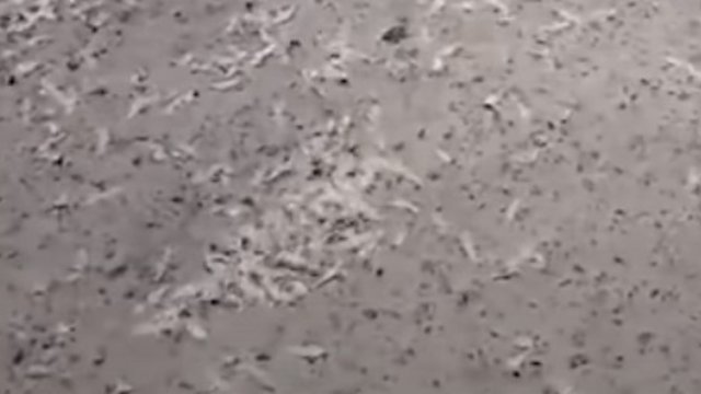 Тысячи белых червей посыпались на головы пешеходам