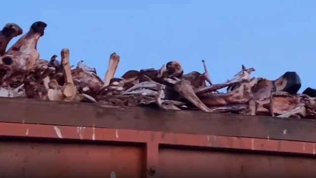 Жуткая вонь: останки животных сжигают в черте Костаная