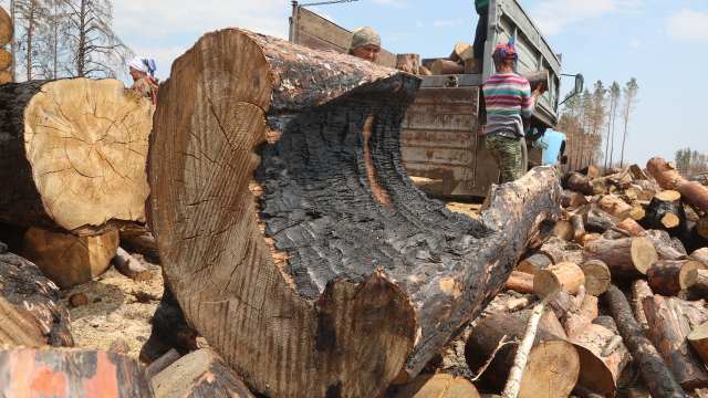 Сгоревший лес не успевают убрать в Костанайской области