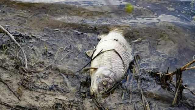 Более тонны рыбы погибло в водоёмах Костанайской области