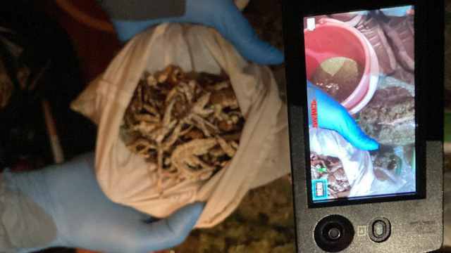 Галлюциногенные грибы изъяли у парня в Костанае