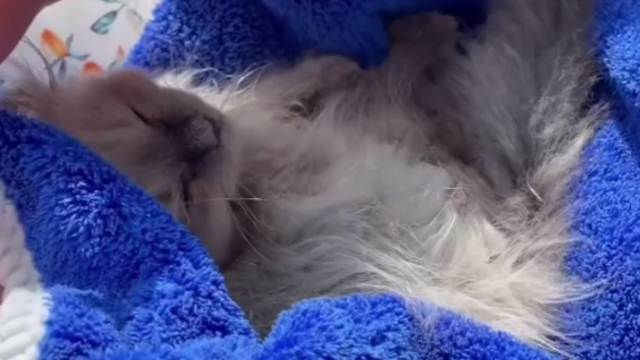 Котят в мешке бросили умирать в степи Костанайской области