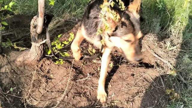 Собаку привязали к дереву и бросили умирать в Рудном