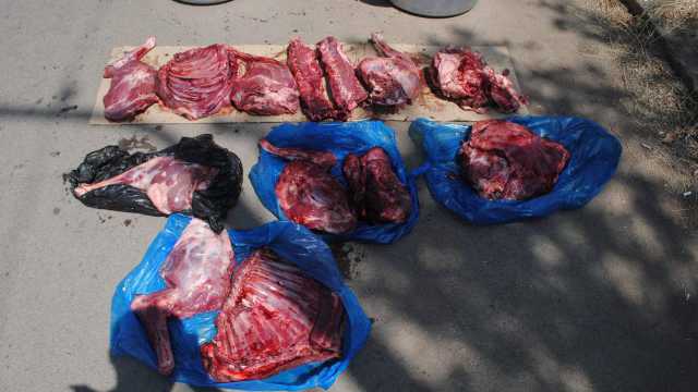 Мясо сайги нашли в багажнике у жителя Костанайской области