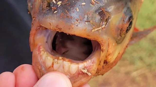 Юный рыбак поймал странную рыбу с человеческими зубами