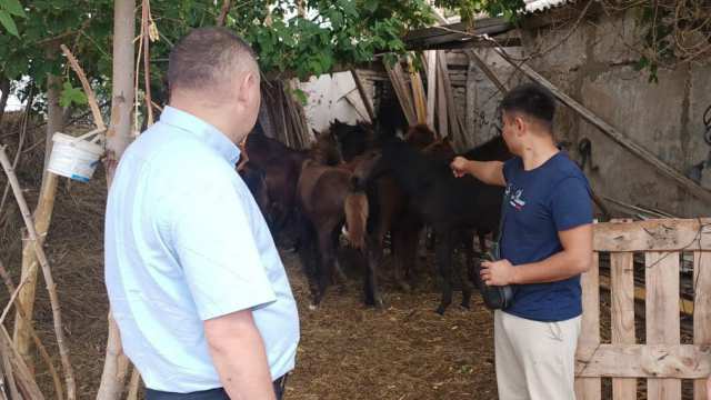 Угнанных лошадей сбывали на рынке в Костанайской области