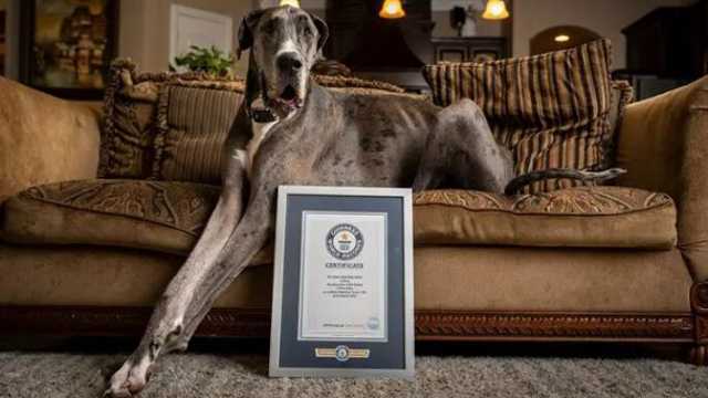 Самый высокий пёс в мире умер после ампутации лапы
