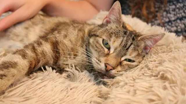 Громкое мурлыканье кошки побило мировой рекорд — видео