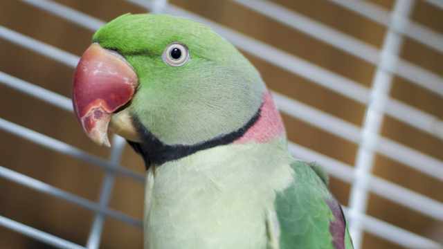 Бывшие супруги не смогли поделить александрийского попугая
