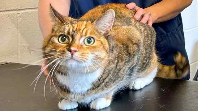 Ветеринары в шоке: рентген показал, что тайно ела кошка
