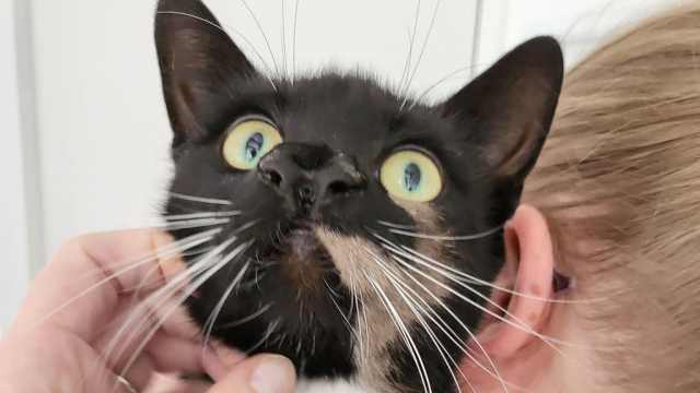 Кошка с двумя носами озадачила ветеринаров: она уникальна