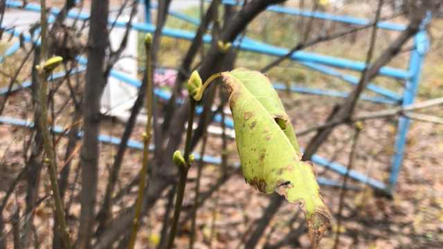 Почки набухли: вторую весну переживают растения в Костанае