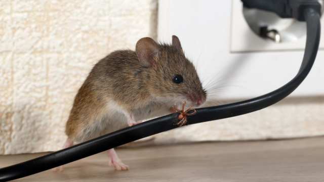 Полевые мыши портят припасы жителей Костанайской области