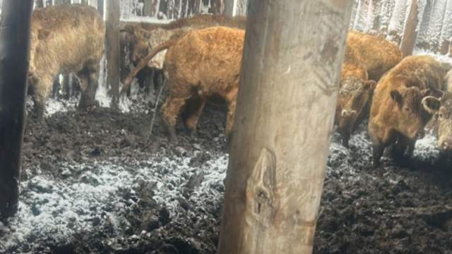 Скотокрады угнали коров на 18 млн в Костанайской области