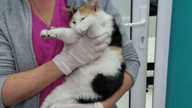 Кошку отдали стерилизовать, а она оказалась котом
