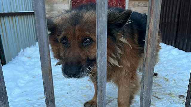 Пёс, служивший на границе, оказался в приюте для животных