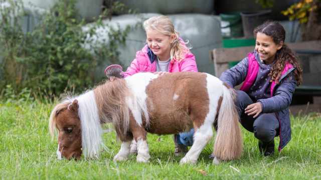Пони Пумукель признан самой маленькой лошадью в мире