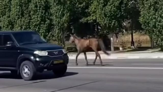 Лошадь без хозяина бегает по центру Костаная — видео