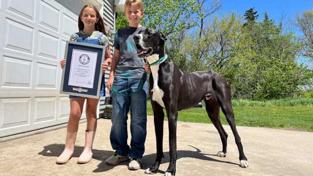 Умерла самая высокая собака в мире