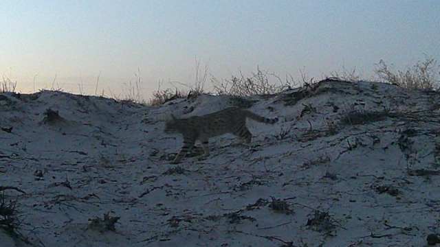 В Костанайской области замечена азиатская степная кошка