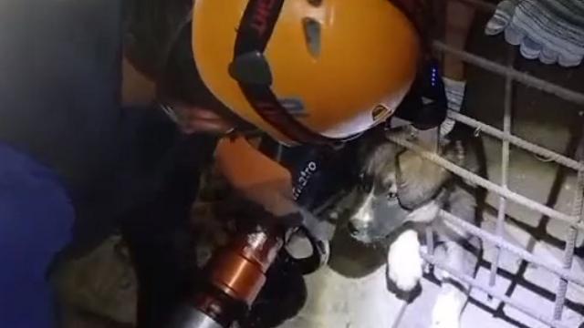 Спасателей вызвали ночью из-за застрявшего в заборе щенка